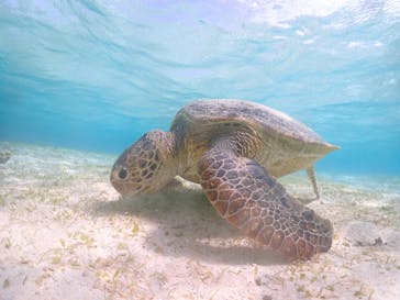 宮古島マリン GB QUESTに投稿された画像（2024/4/19）