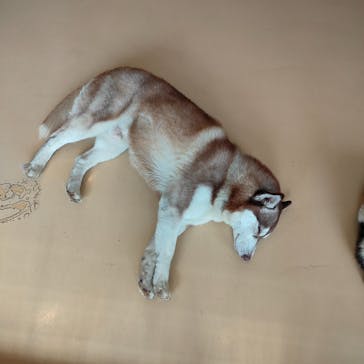 アソビュー！ポイントに投稿された画像（2024/4/19）