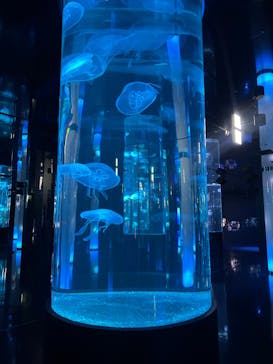 DMMかりゆし水族館に投稿された画像（2024/4/19）