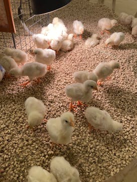 Moff animal cafe イオンモール幕張新都心店に投稿された画像（2024/4/19）