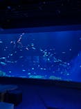 DMMかりゆし水族館に投稿された画像（2024/4/19）