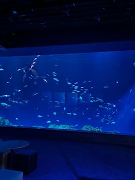 DMMかりゆし水族館に投稿された画像（2024/4/19）