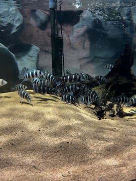 DMMかりゆし水族館に投稿された画像（2024/4/19）