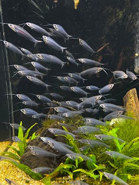 DMMかりゆし水族館に投稿された画像（2024/4/19）