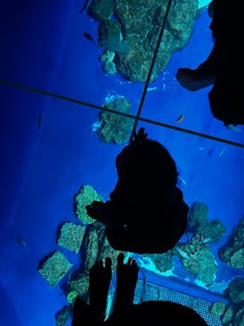 DMMかりゆし水族館に投稿された画像（2024/4/19）
