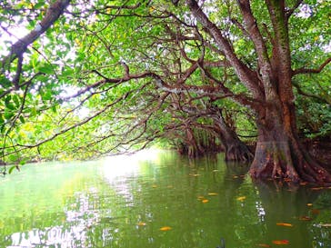 石垣島 ADVENTURE PiPi（イシガキジマアドベンチャーピピ）に投稿された画像（2024/4/19）