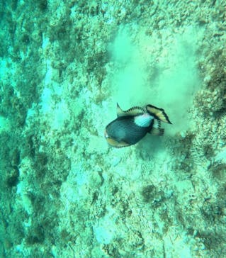 石垣島 ADVENTURE PiPi（イシガキジマアドベンチャーピピ）に投稿された画像（2024/4/20）