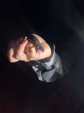 奄美ナイトツアーサービスに投稿された画像（2024/4/20）