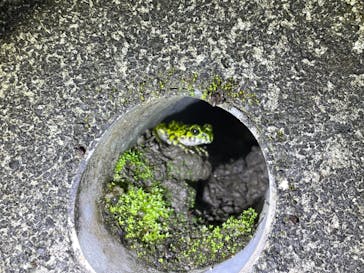 奄美ナイトツアーサービスに投稿された画像（2024/4/20）