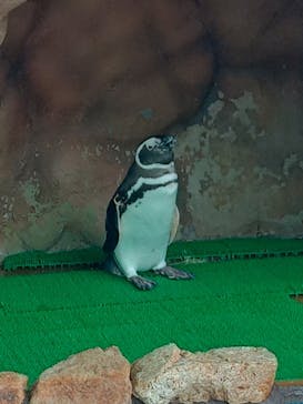 大分マリーンパレス水族館 「うみたまご」に投稿された画像（2024/4/20）