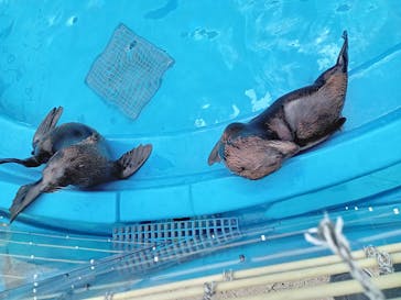大分マリーンパレス水族館 「うみたまご」に投稿された画像（2024/4/20）