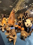 特別展「大哺乳類展３－わけてつなげて大行進」に投稿された画像（2024/4/20）