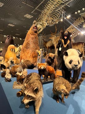 特別展「大哺乳類展３－わけてつなげて大行進」に投稿された画像（2024/4/20）