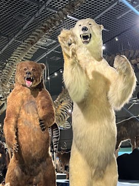 特別展「大哺乳類展３－わけてつなげて大行進」に投稿された画像（2024/4/20）