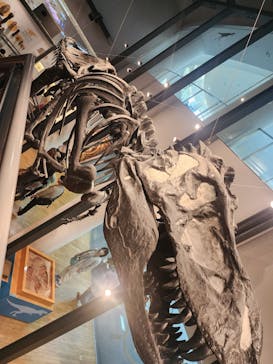 福井県立恐竜博物館に投稿された画像（2024/4/20）