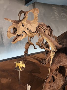 福井県立恐竜博物館に投稿された画像（2024/4/20）