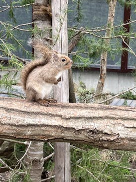 那須どうぶつ王国に投稿された画像（2024/4/20）