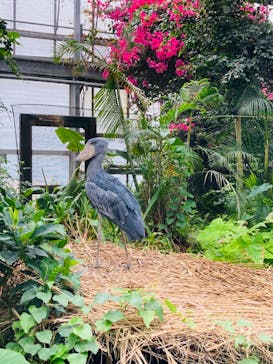 神戸どうぶつ王国に投稿された画像（2024/4/20）