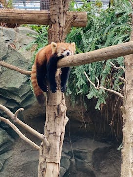 神戸どうぶつ王国に投稿された画像（2024/4/20）