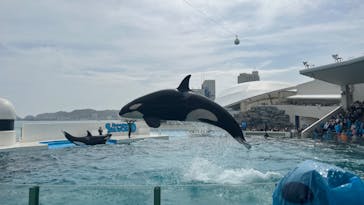 鴨川シーワールドに投稿された画像（2024/4/20）