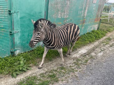 岩手サファリパークに投稿された画像（2024/4/20）