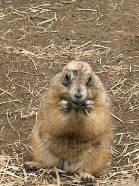日立市かみね動物園に投稿された画像（2024/4/20）
