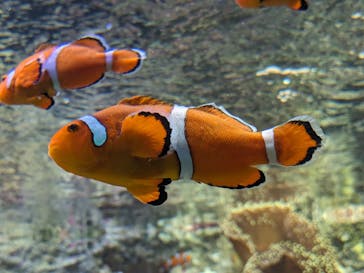 サンシャイン水族館に投稿された画像（2024/4/20）