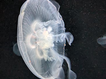 サンシャイン水族館に投稿された画像（2024/4/20）