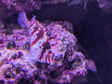 サンシャイン水族館に投稿された画像（2024/4/20）