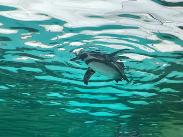 天王寺動物園に投稿された画像（2024/4/20）