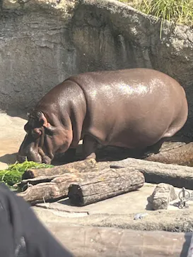 天王寺動物園に投稿された画像（2024/4/20）