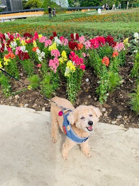 浜名湖花博2024に投稿された画像（2024/4/20）