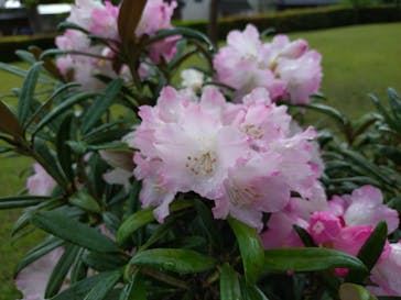 仙巌園に投稿された画像（2024/4/20）