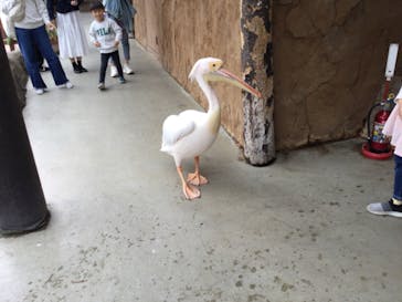 神戸どうぶつ王国に投稿された画像（2024/4/20）