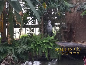 神戸どうぶつ王国に投稿された画像（2024/4/20）