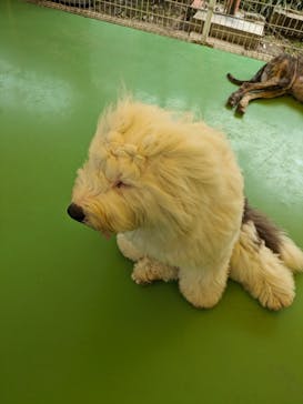 つくばわんわんランドに投稿された画像（2024/4/20）