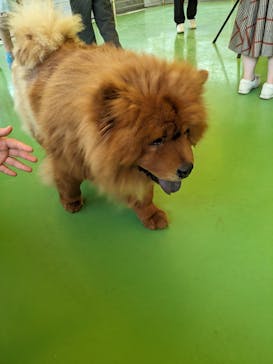 つくばわんわんランドに投稿された画像（2024/4/20）