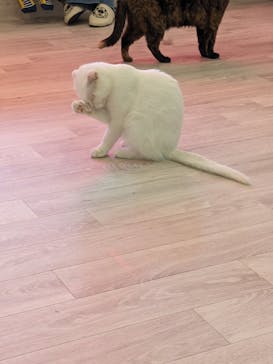 つくばわんわんランドに投稿された画像（2024/4/20）