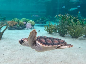 鴨川シーワールドに投稿された画像（2024/4/20）