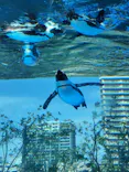サンシャイン水族館に投稿された画像（2024/4/20）