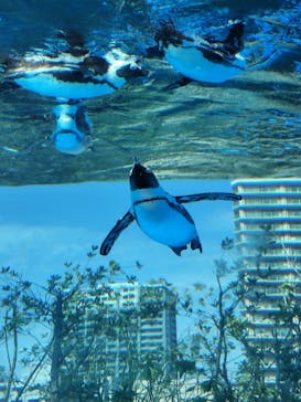 サンシャイン水族館に投稿された画像（2024/4/20）