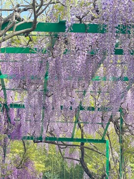 浜名湖花博2024に投稿された画像（2024/4/20）