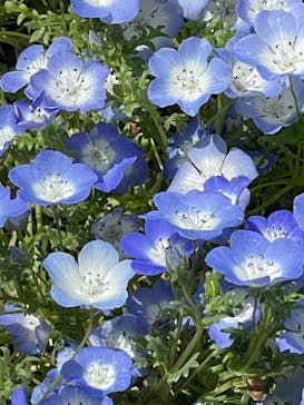 浜名湖花博2024に投稿された画像（2024/4/20）