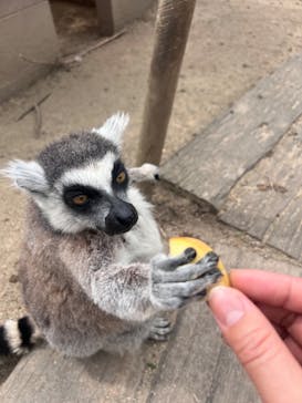 しろとり動物園に投稿された画像（2024/4/20）