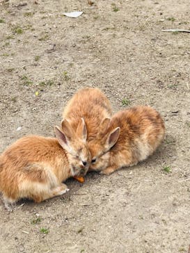 しろとり動物園に投稿された画像（2024/4/20）