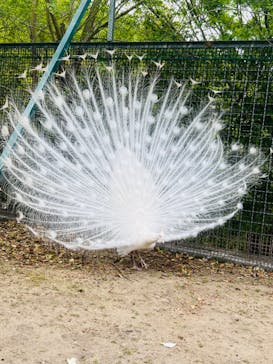 しろとり動物園に投稿された画像（2024/4/20）