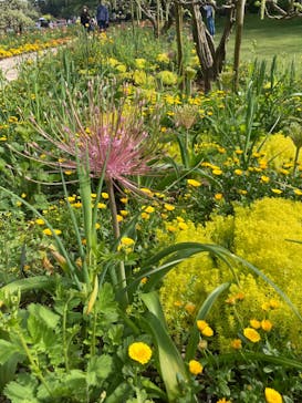 浜名湖花博2024に投稿された画像（2024/4/20）