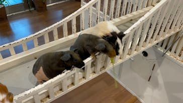 アニタッチみなとみらいに投稿された画像（2024/4/20）