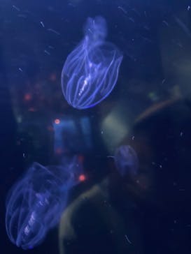 横浜・八景島シーパラダイス　プレジャーランドに投稿された画像（2024/4/20）