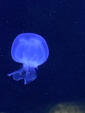 横浜・八景島シーパラダイス　プレジャーランドに投稿された画像（2024/4/20）